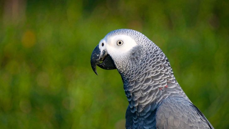The African Grey Parrot: Intelligence, Conservation, and Care Adoption vs. Purchase