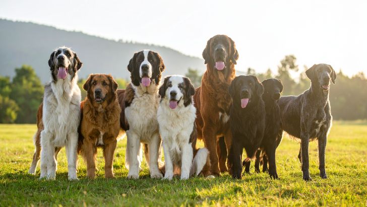 Giant Dogs
