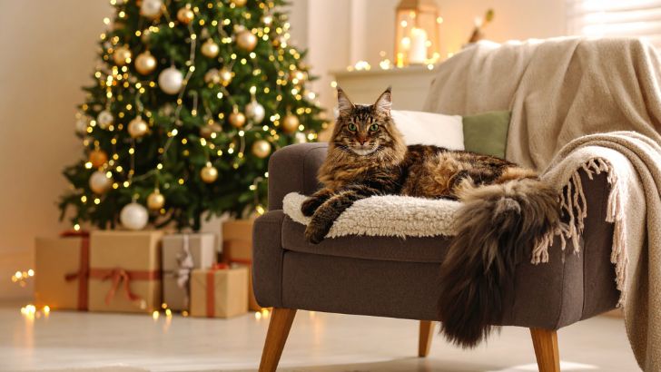 15 Most Beautiful Long Haired Cat Breeds: Traits & Care Tips Maine Coons are one of the largest domestic cat breeds
