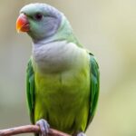 monk parakeet