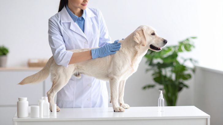 Lesser-Known Kitchen Remedies to Soothe Pet Skin Inflammation