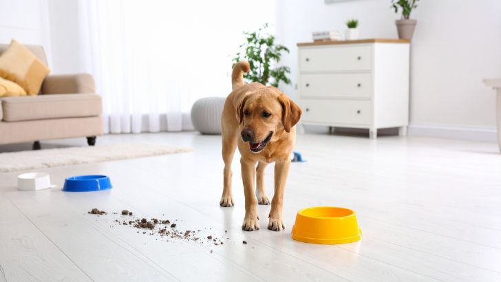 What Causes Dog Diarrhea? Our Helpful Tips to Manage It Stress-Induced Diarrhea in Dogs