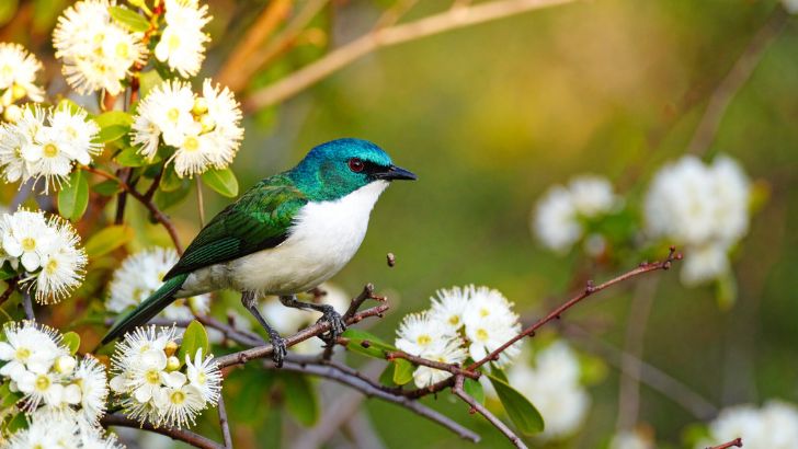Tui (New Zealand)