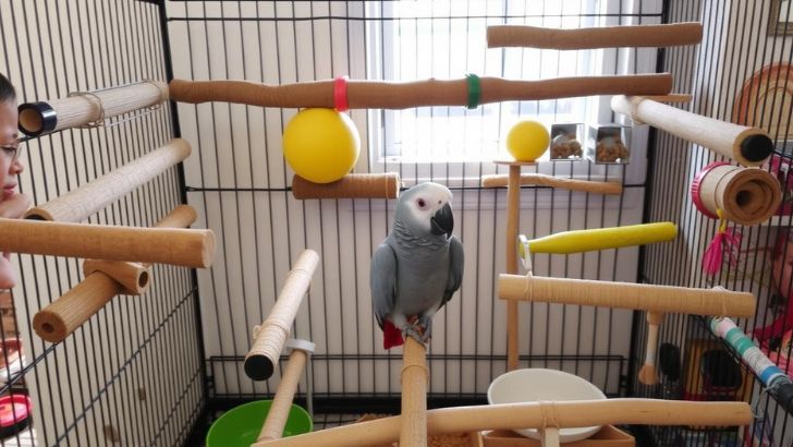 Caring for African Greys as Pets