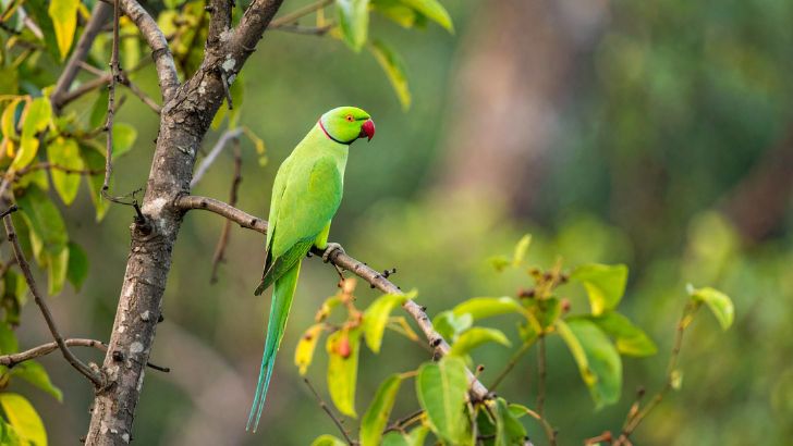 Rose-Ringed Parakeet: Vibrant Bird of the Tropics Behavior and Social Structure