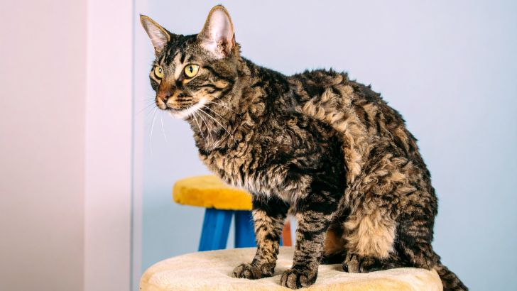 Cornish Rex: The Curly Companion